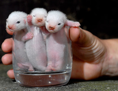 Baby Ferrets Picture