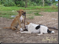 IMG_7767 copy