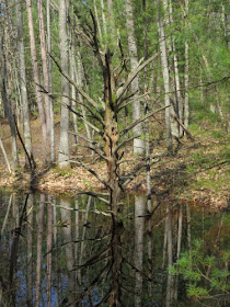 dead tree reflected in water