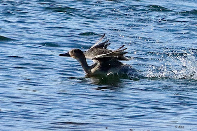 "Northern Pintail, winter visitor taking off."