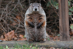 woodchuck