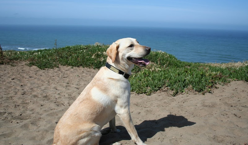 cabana sitting on the sand, with her mouth slightly open and tongue showing, she is panting a bit and looks happy, the Pacific Ocean is just beyond the edge of the sandy cliff