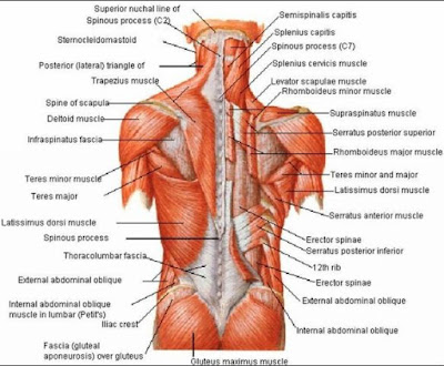  Anatomi Otot Punggung  Dan Fungsinya Anatomi  Tutorial