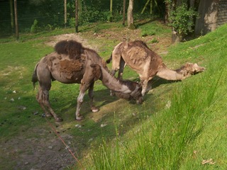 2008.07.01-051 dromadaires