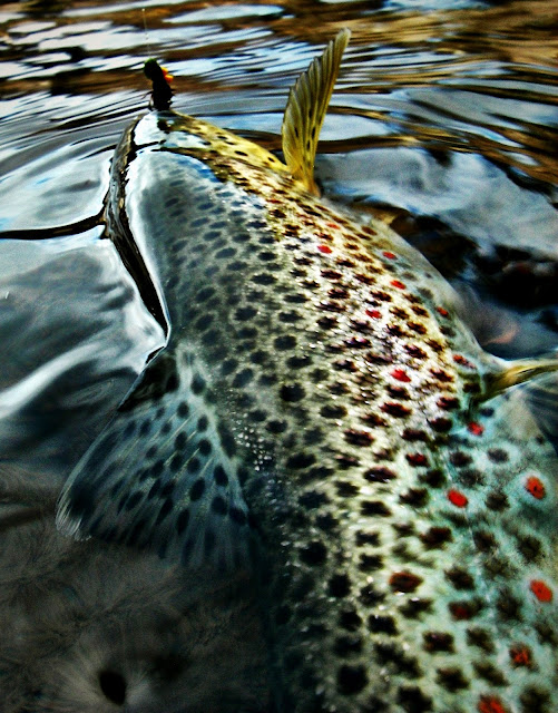 brown trout