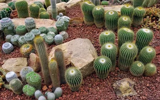 Ideas de jardín de cactus de bricolaje 5
