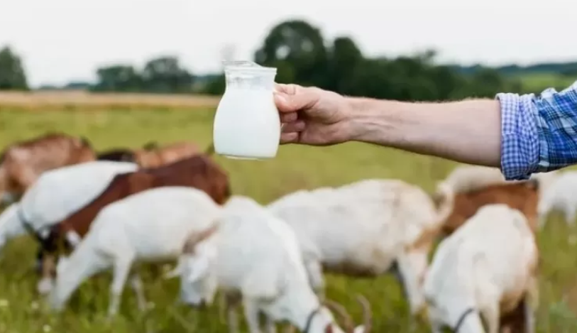Aturan Minum Susu Kambing Etawa Untuk Asam Lambung