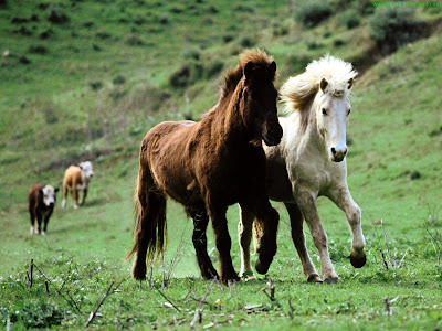 Horse Standard Resolution Wallpaper 55