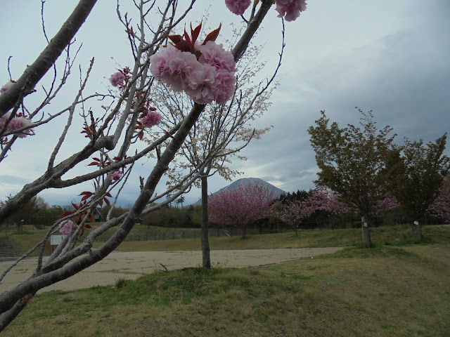 伯耆町総合スポーツ公園の牡丹桜