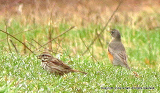 Song Sparrow, American Robin