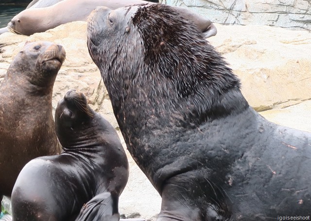 Chimelong Ocean Kingdom - sealion exhibit