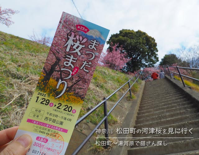 松田町の河津桜を見に行く