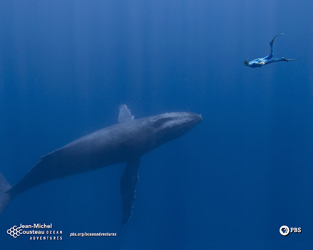 Divers Dwarfed by Whales And Sharks Seen On www.coolpicturegallery.us