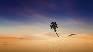 Desktop Wallpaper: palm tree, desert, landscape, nature