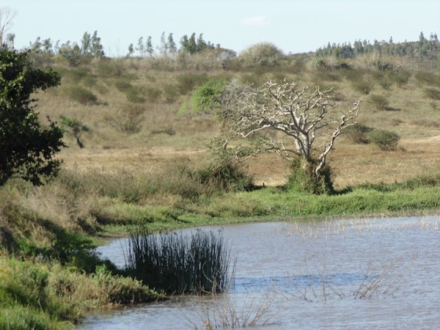 RIO PARAÍBA DO NORTE: NASCE NA ZONA RURAL DE SALOÁ EM PERNAMBUCO E DESÁGUA NA LAGOA MANGUABA EM ALAGOAS