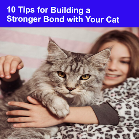 10 Tips for Building a Stronger Bond with Your Cat