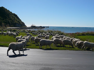 ニュージーランド　クライストチャーチ　オークランド　羊 写真　画像