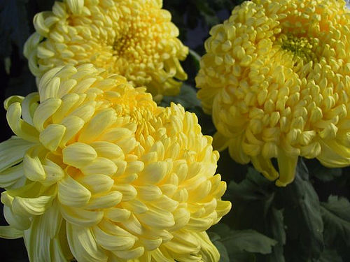 Wanna Cuppa?: The Chrysanthemum Quote