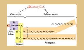 Quimica 1 Lipidos Estructura Clasificacion