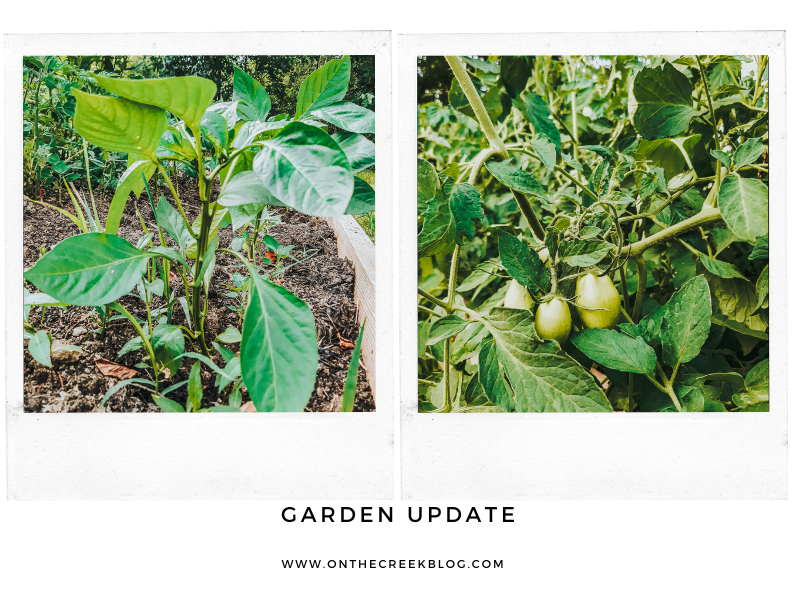 summer garden update | On The Creek Blog // www.onthecreekblog.com