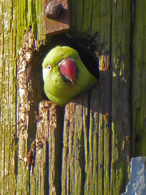 Ring-necked or Rose-ringed Parakeet (Psittacula krameri)