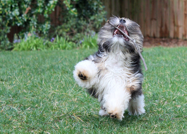 Rocco Havanese