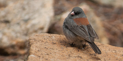 Dark-eyed Junco