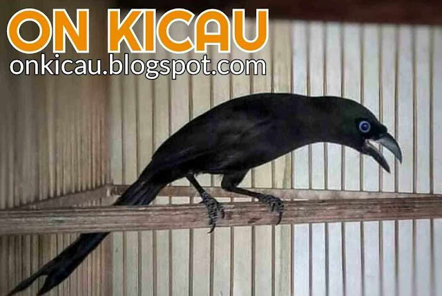 gambar burung murai papua