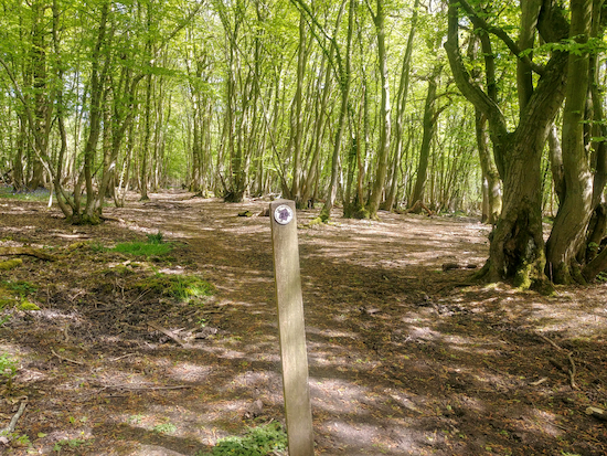 Take the right fork and head E through the woodland