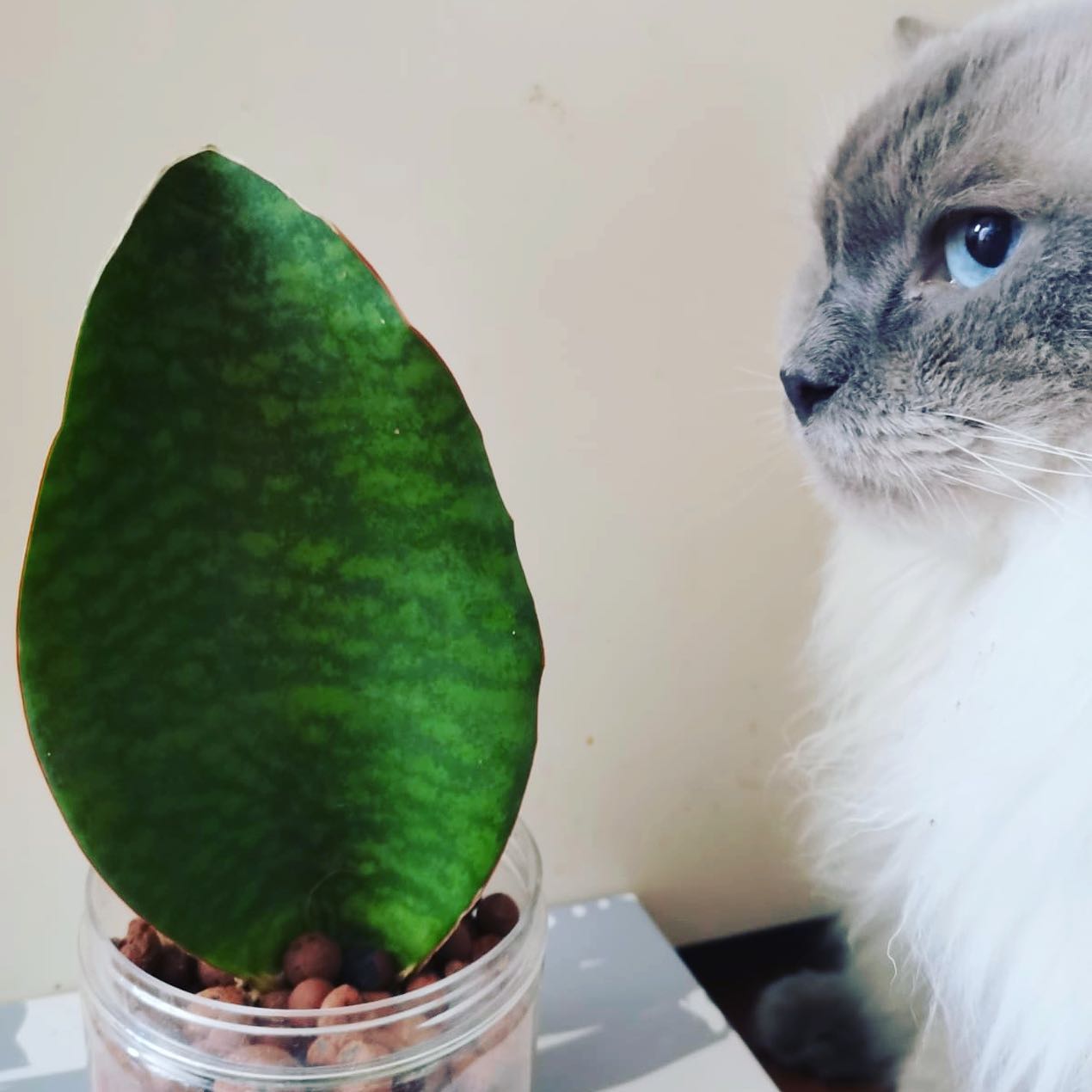 whalefin snake plant with cat, Plant Shops And Plant Delivery Services in Vienna