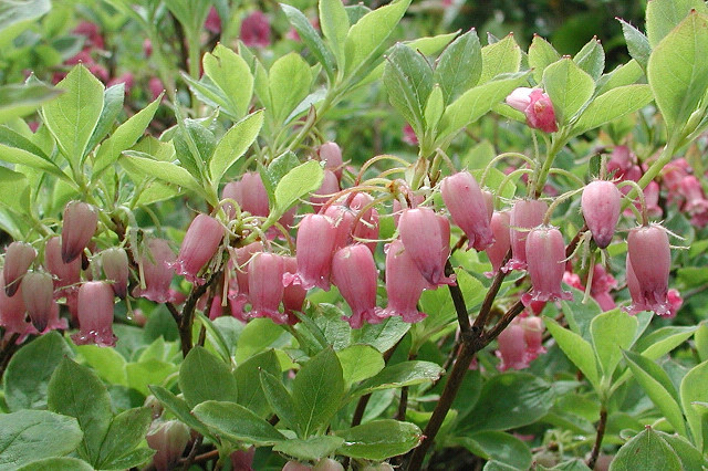 Menziesia multiflora