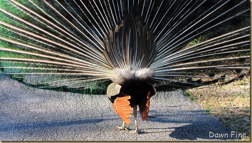 Peacocks @Magnolia Park, Apopka Florida_116