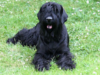 Black Russian Terrier Animal Pictures