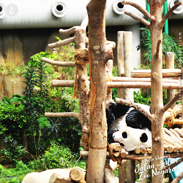 Putra Shining Jalan-Jalan at National Zoo Malaysia