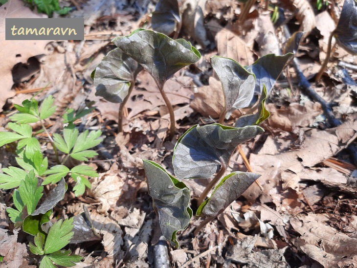 Копытень Зибольда (Asarum sieboldii)