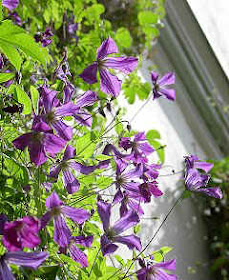 Clematis.