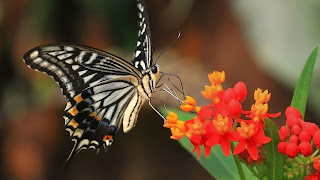 mariposas en una flor