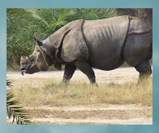 Endangered species of world
