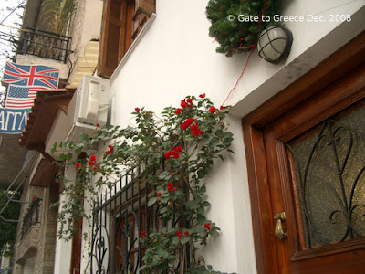 Bougainvillea