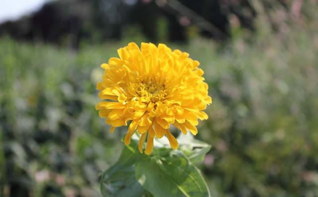 Zinnia Flowers