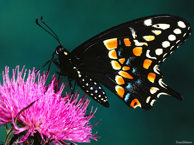 Butterfly Beautiful Wallpapers