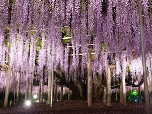 櫻花之後，就差不多是紫藤花期。東日本可以賞到紫藤的景點不少，以下是背包豬整理了資料，只列出較有規模或名氣的紫藤景點，留意部份紫 藤景點位於交通不便的地區，出發前要做好功課。   如果背包豬之後找到更多東日本的紫藤景點，也會在本文 <花小錢去旅行> 東京至名古屋+北海道...