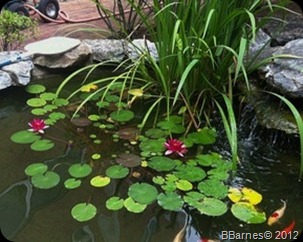 Warren Hospital Koi Poind