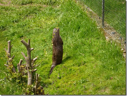 Fischotter macht Männchen (2)