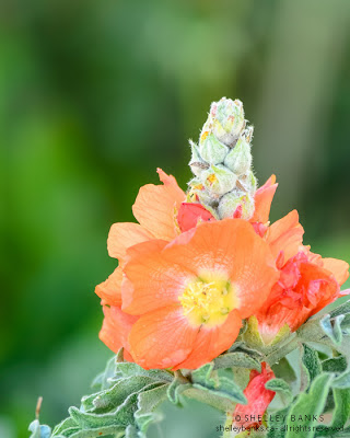 Scarlet Mallow. Photograph  © Shelley Banks, all rights reserved. 