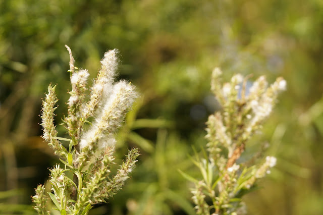 spring wildflowers in photographs