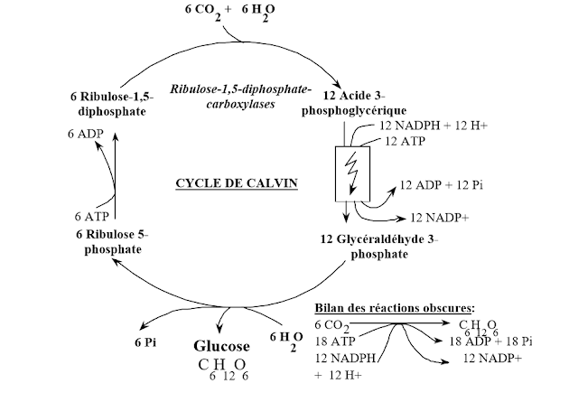 Cycle de Calvin