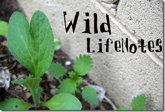 wildlifenotes