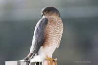 Sharp-shinned hawk – Dunedin, PEI – Jan.6, 2012 – Photo by John Read