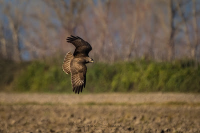 Common Buzzard GREECE BIRD TOURS